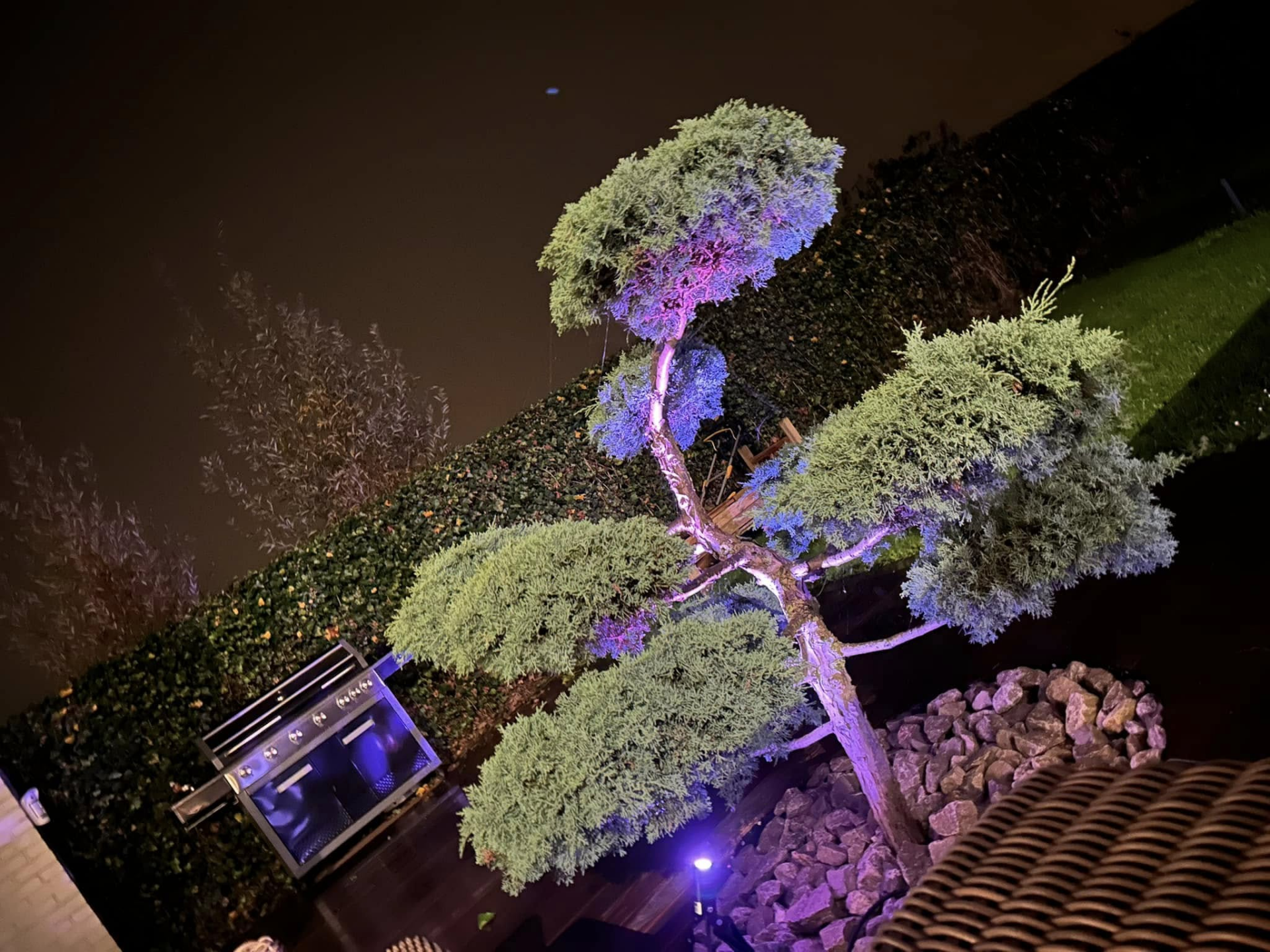 Éclairage extérieur : arbre de jardin mis en lumière par DWA